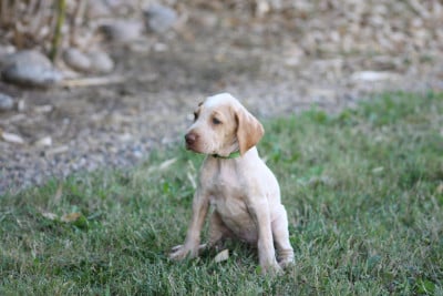 Les chiots de Braque de l'Ariège
