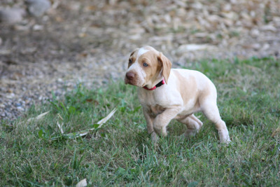 Les chiots de Braque de l'Ariège