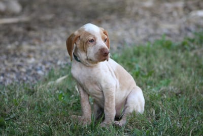 Les chiots de Braque de l'Ariège