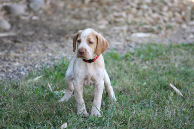 Les chiots de Braque de l'Ariège