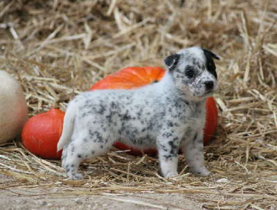 Les chiots de Bouvier australien