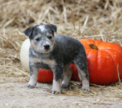 Les chiots de Bouvier australien