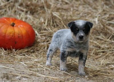 Les chiots de Bouvier australien