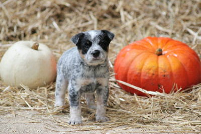 Les chiots de Bouvier australien