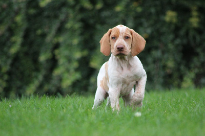 Les chiots de Braque de l'Ariège
