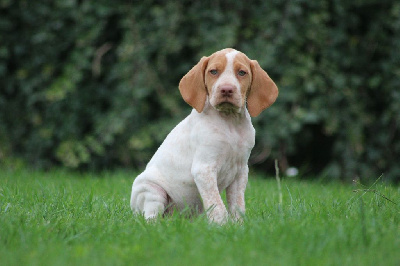 Les chiots de Braque de l'Ariège