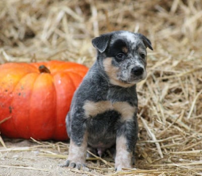 Les chiots de Bouvier australien