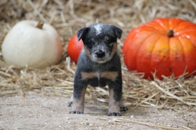 Les chiots de Bouvier australien