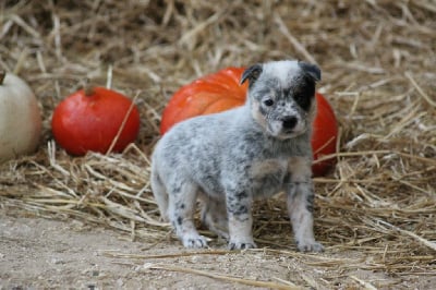 Les chiots de Bouvier australien