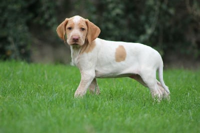 Les chiots de Braque de l'Ariège