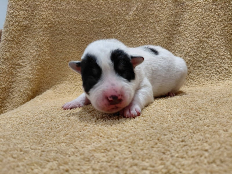 Bouvier australien - Catching Spots