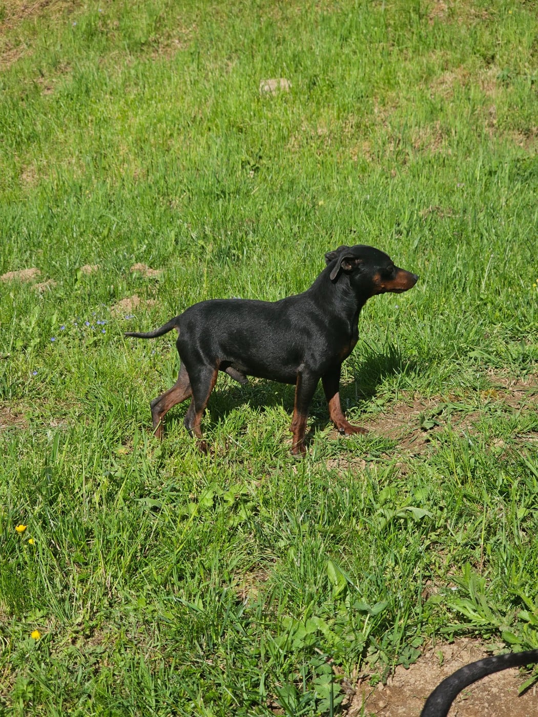 valerio des Princes Pinscher
