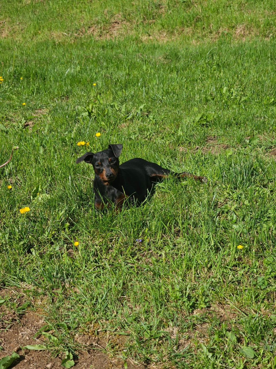 valerio des Princes Pinscher