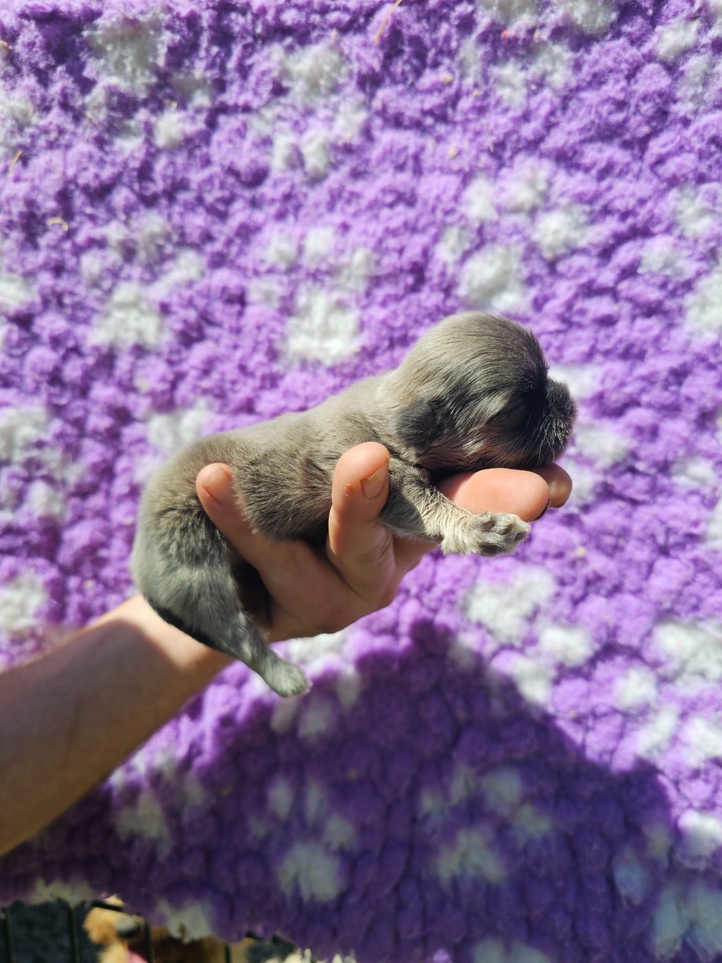 Chiot N°1