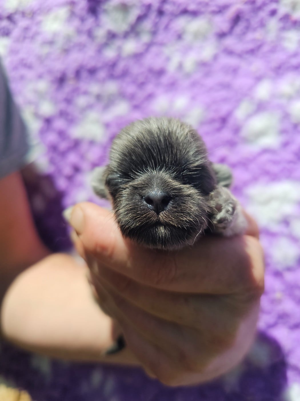 Chiot N°1