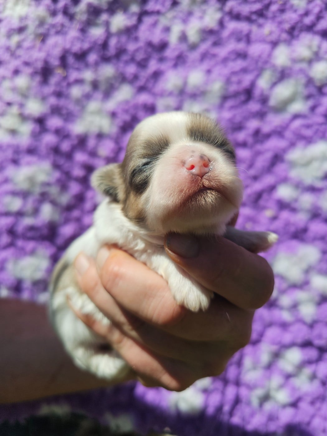 Chiot N°2