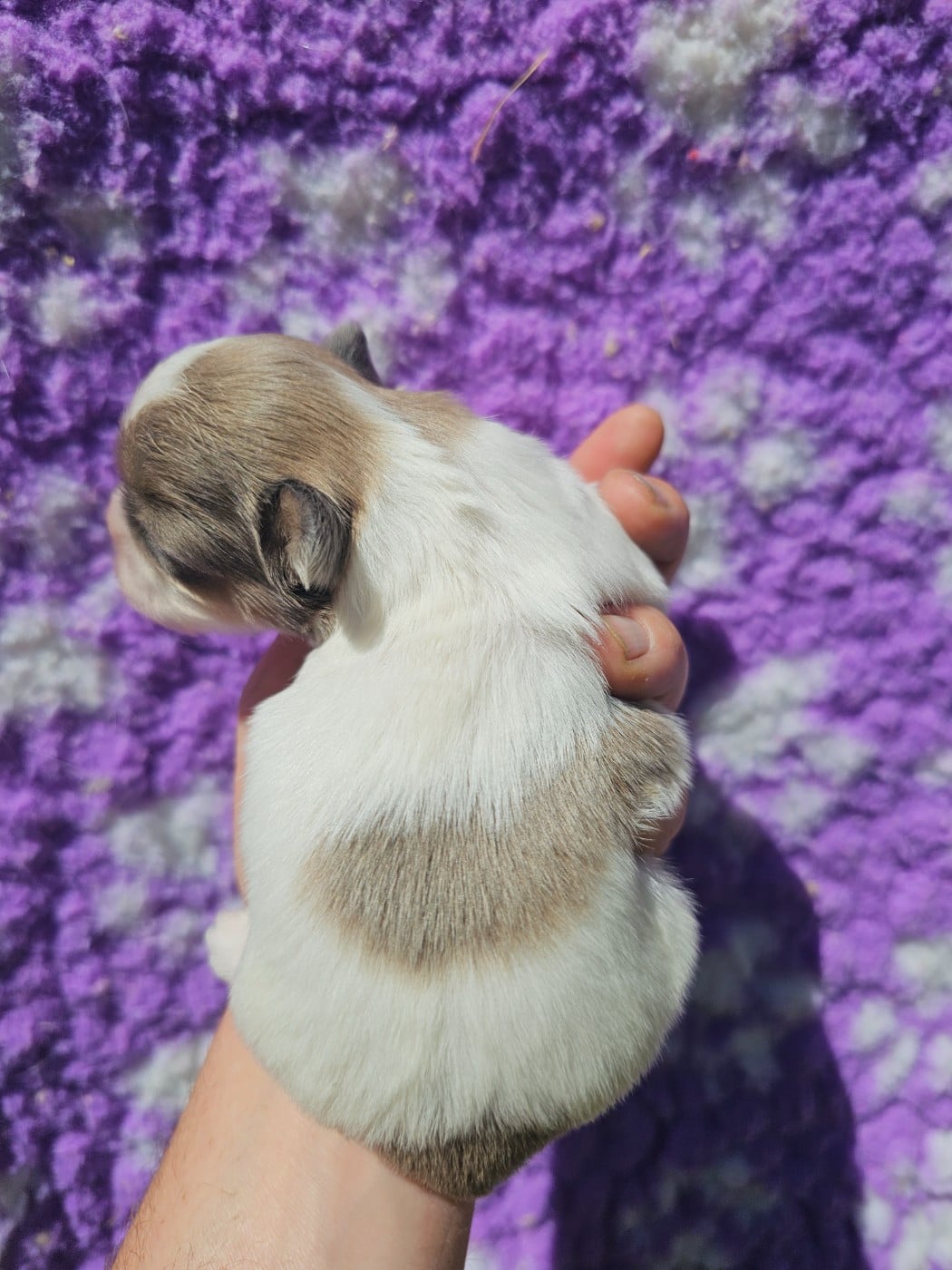 Chiot N°2