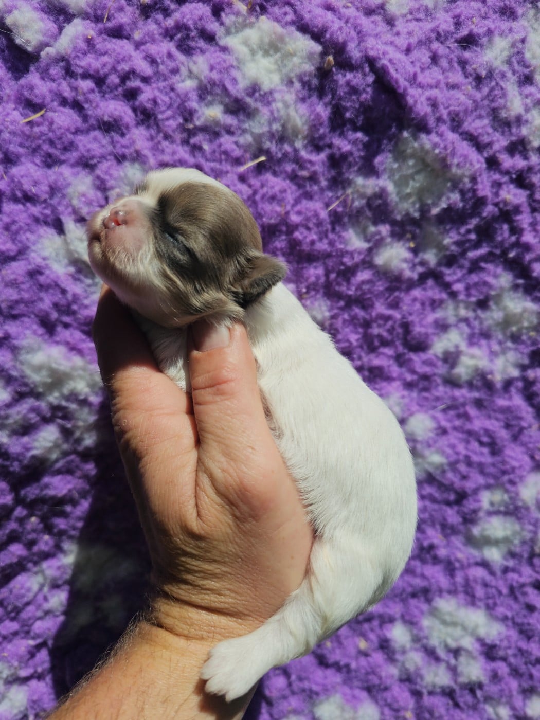 Chiot N°2