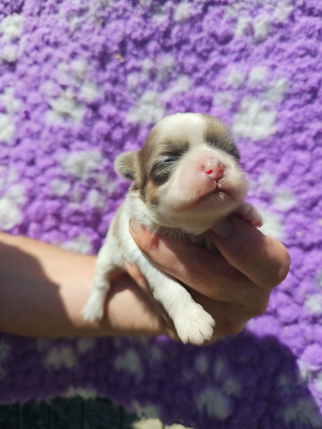 Chiot N°2