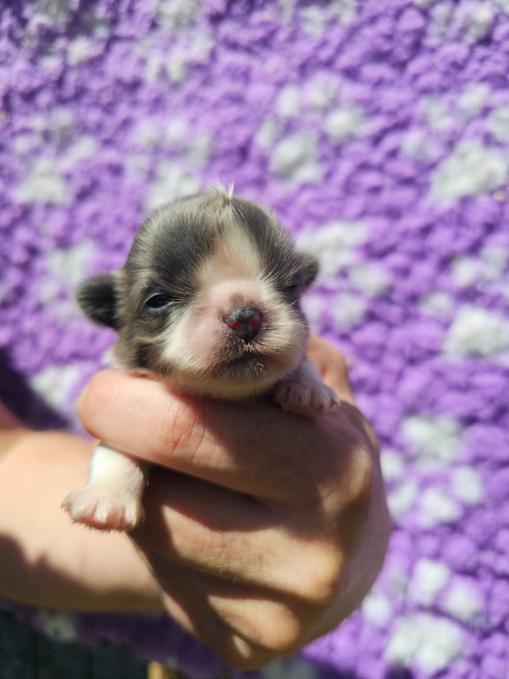 Chiot N°3