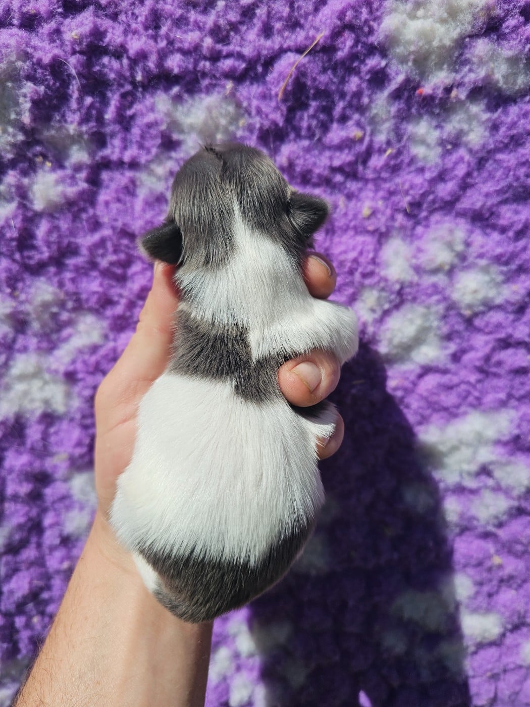 Chiot N°3