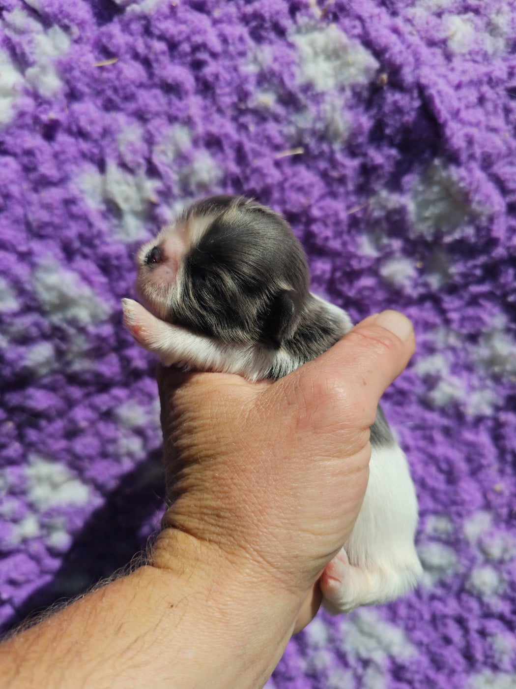Chiot N°3