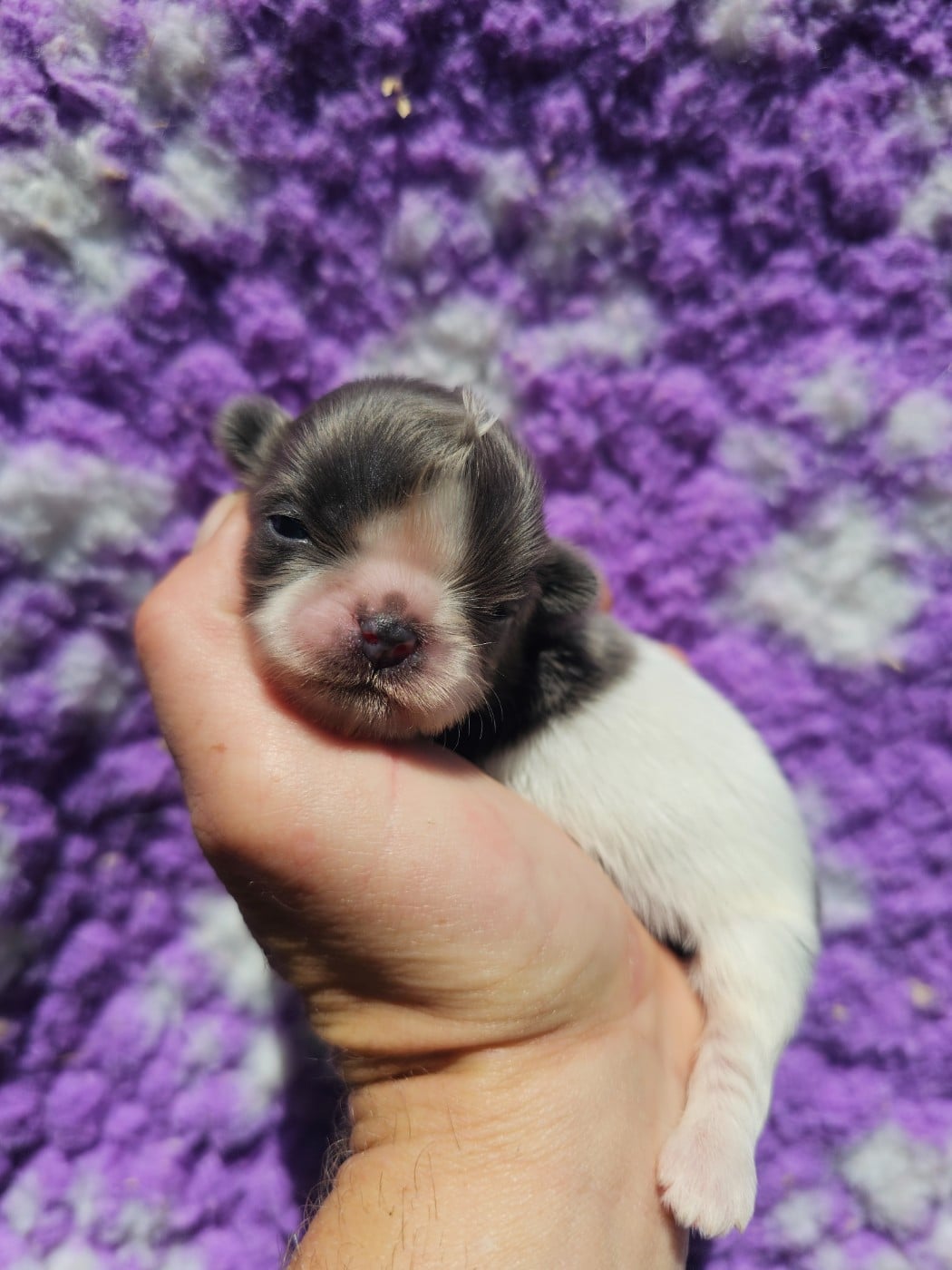 Chiot N°3