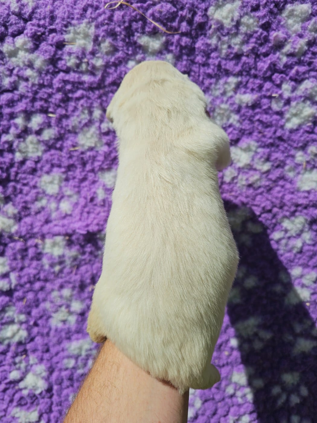 Chiot N°1