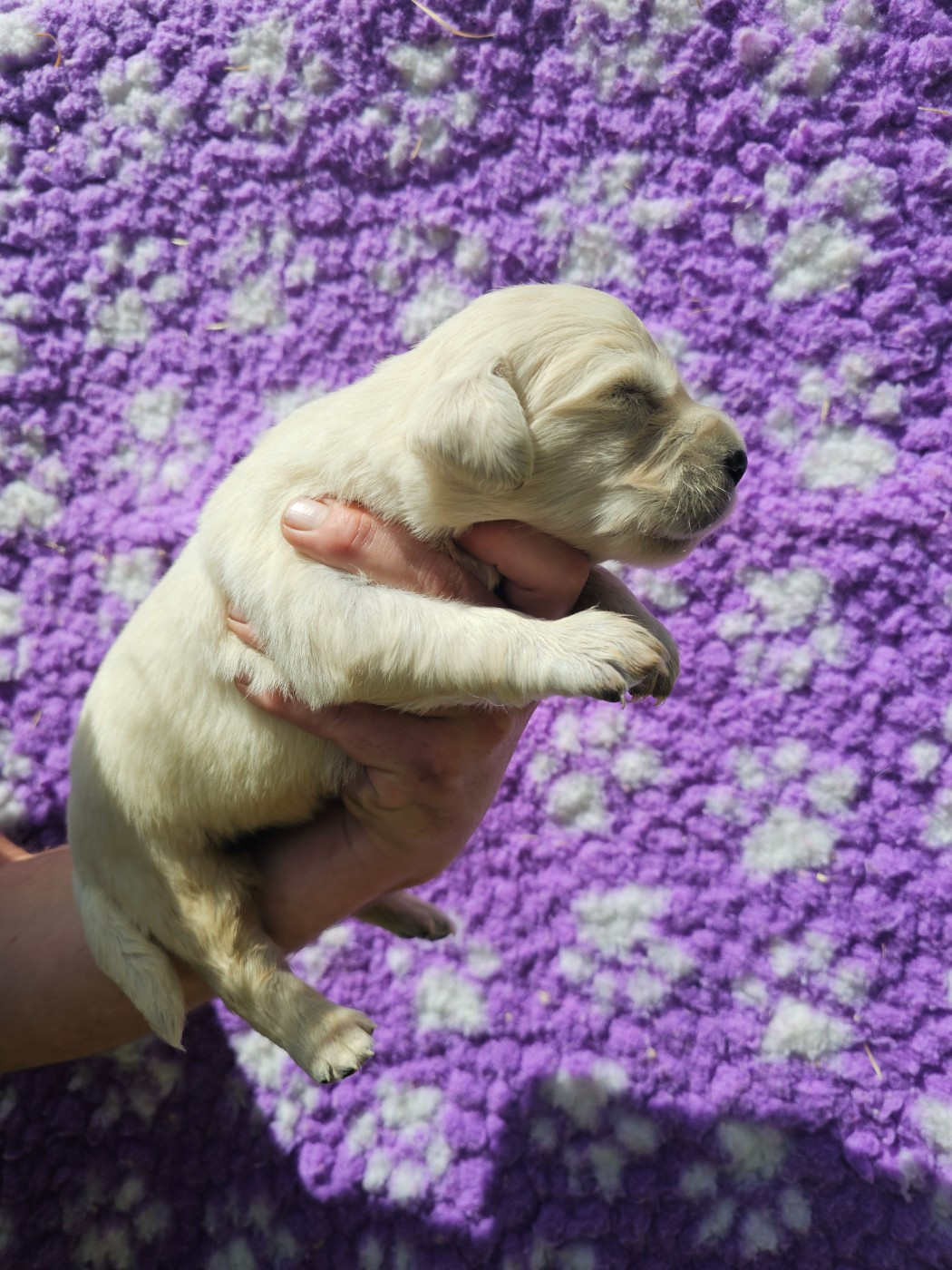 Chiot N°1