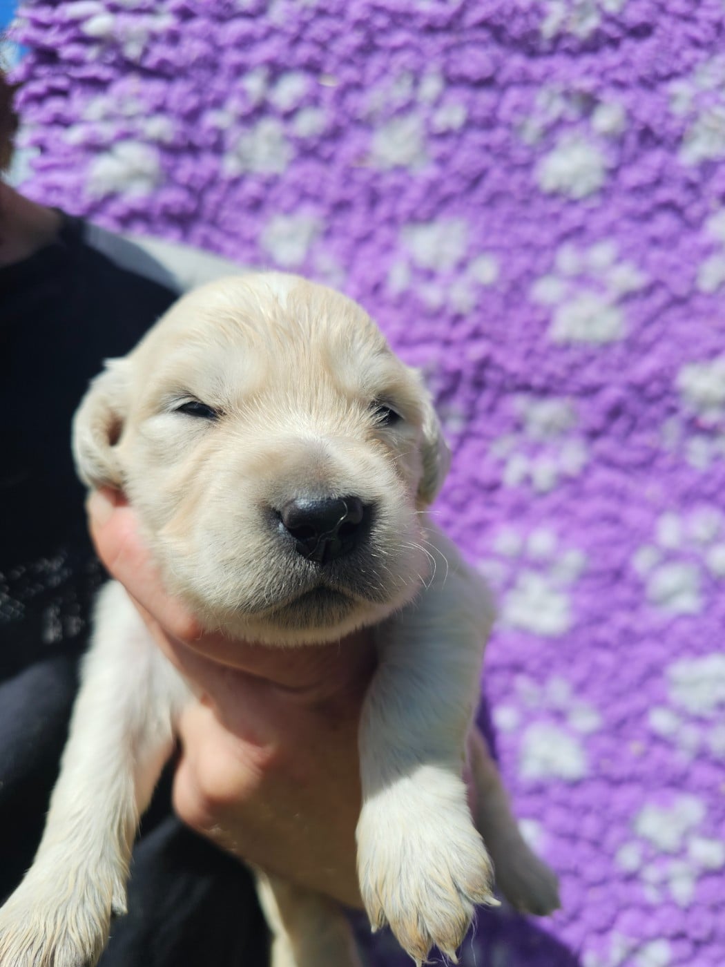 Chiot N°1