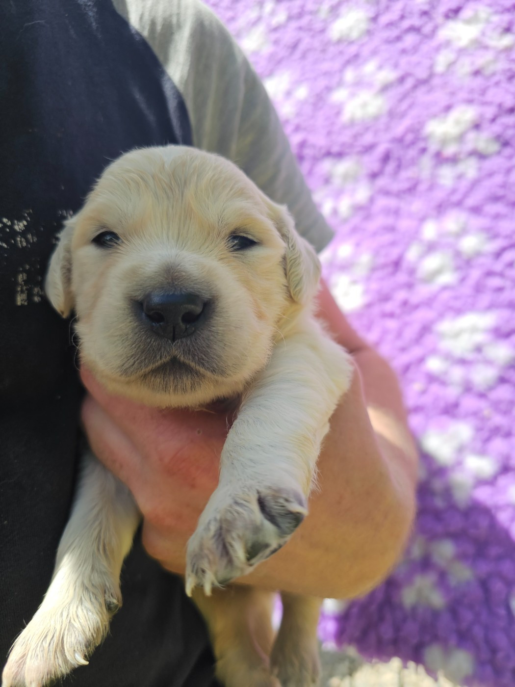 Chiot N°1