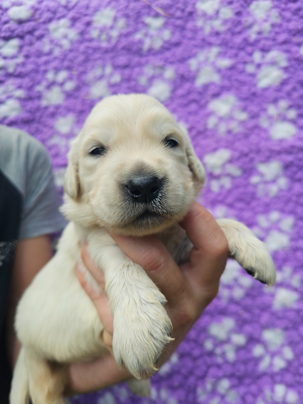 Chiot N°2