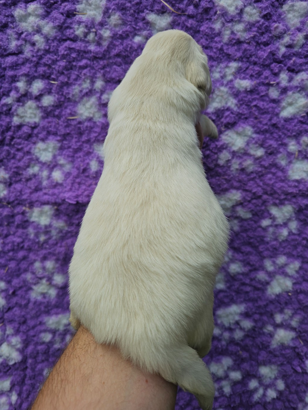 Chiot N°2