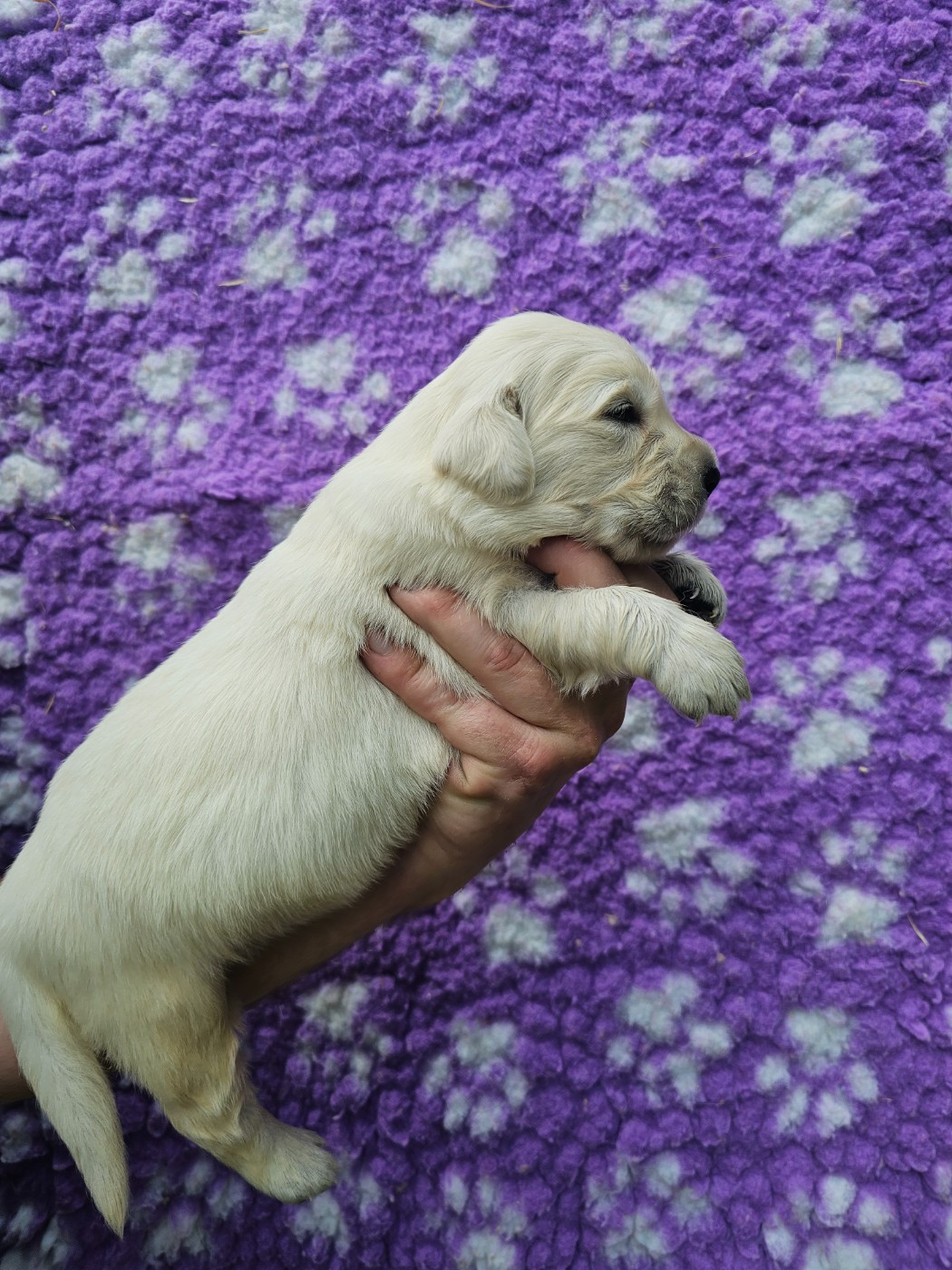 Chiot N°2