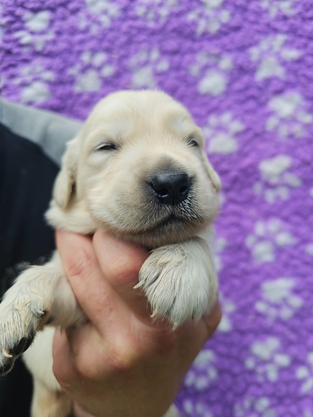 Chiot N°2
