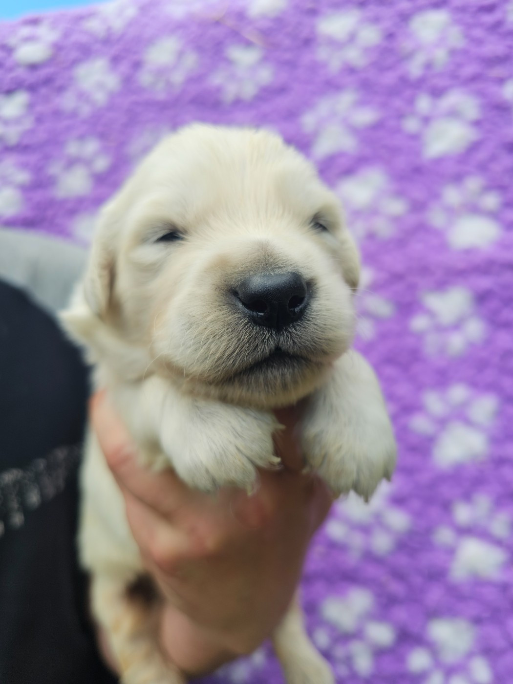 Chiot N°3