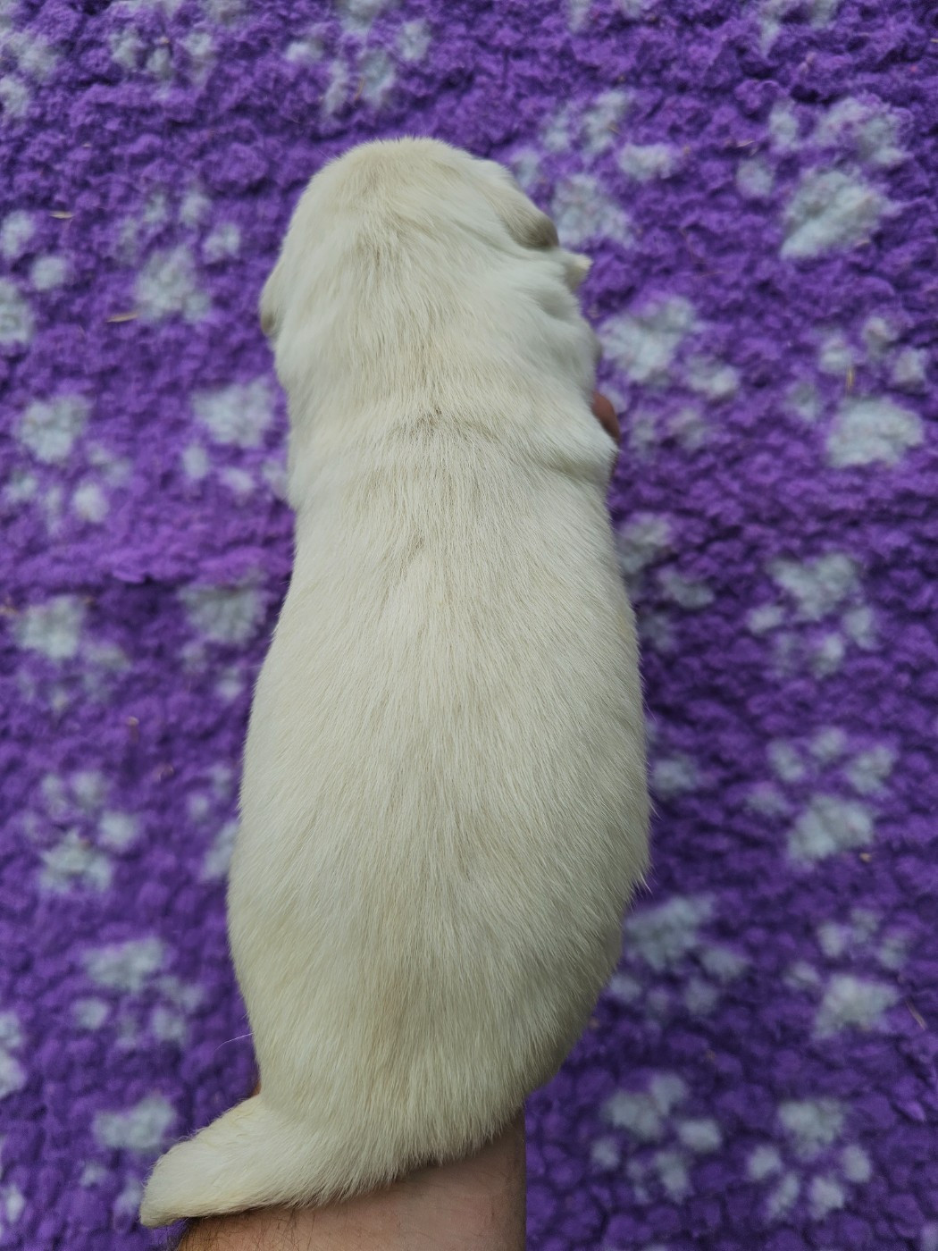 Chiot N°3