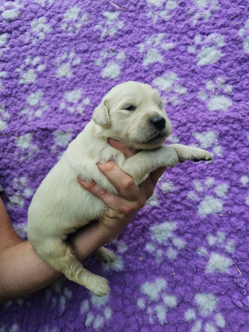 Chiot N°3