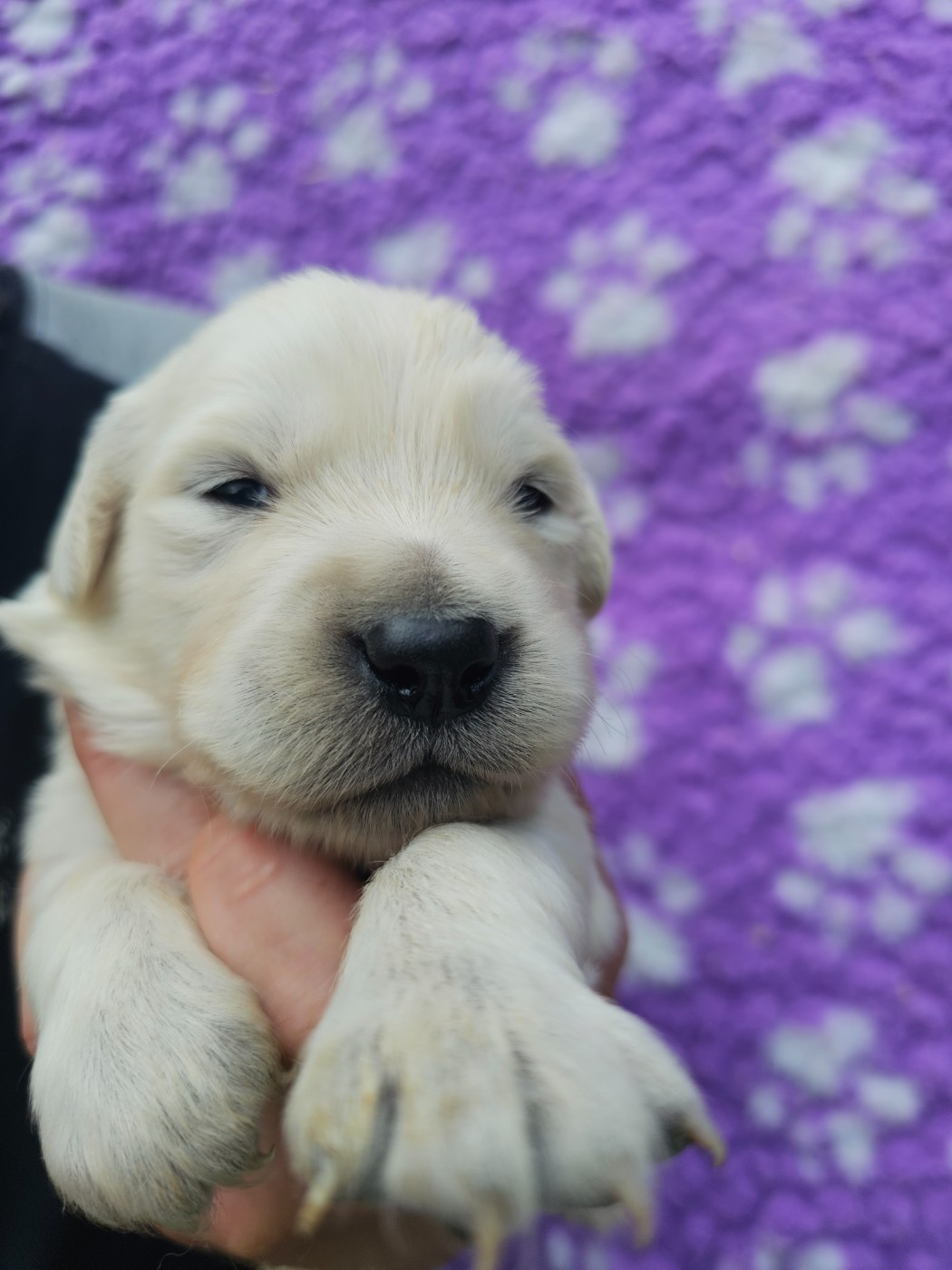 Chiot N°3