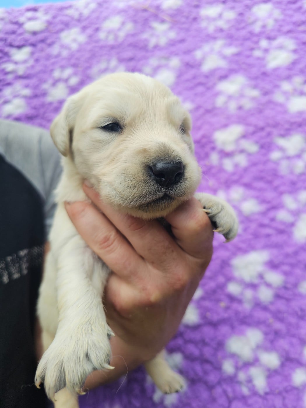 Chiot N°4