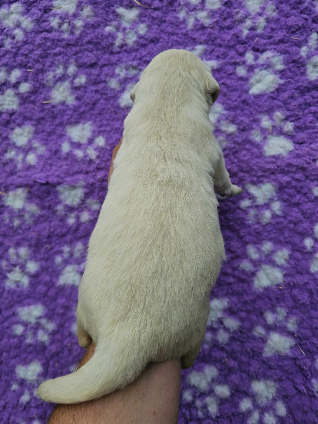 Chiot N°4