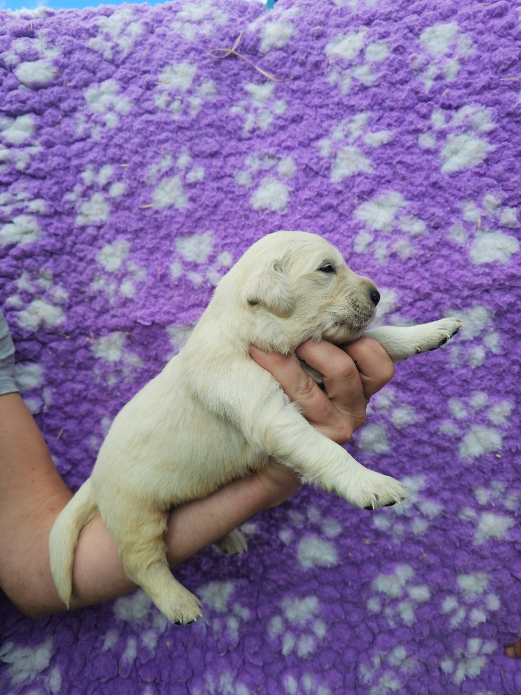 Chiot N°4