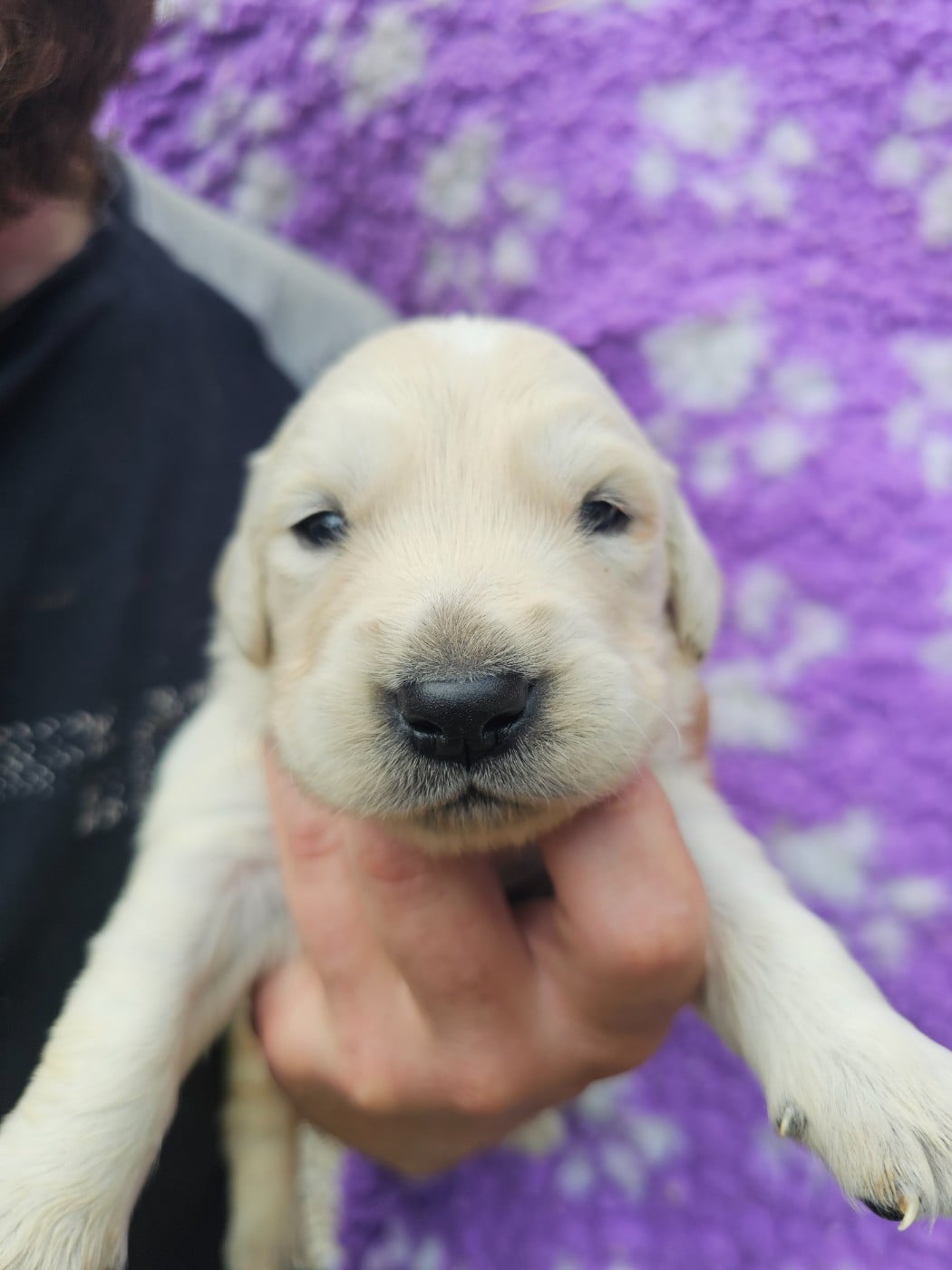 Chiot N°4