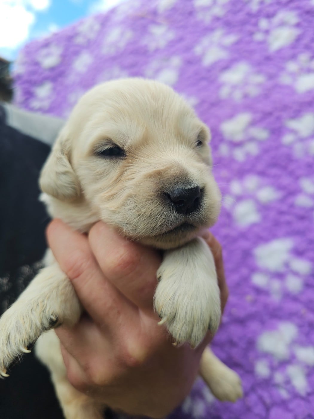 Chiot N°6