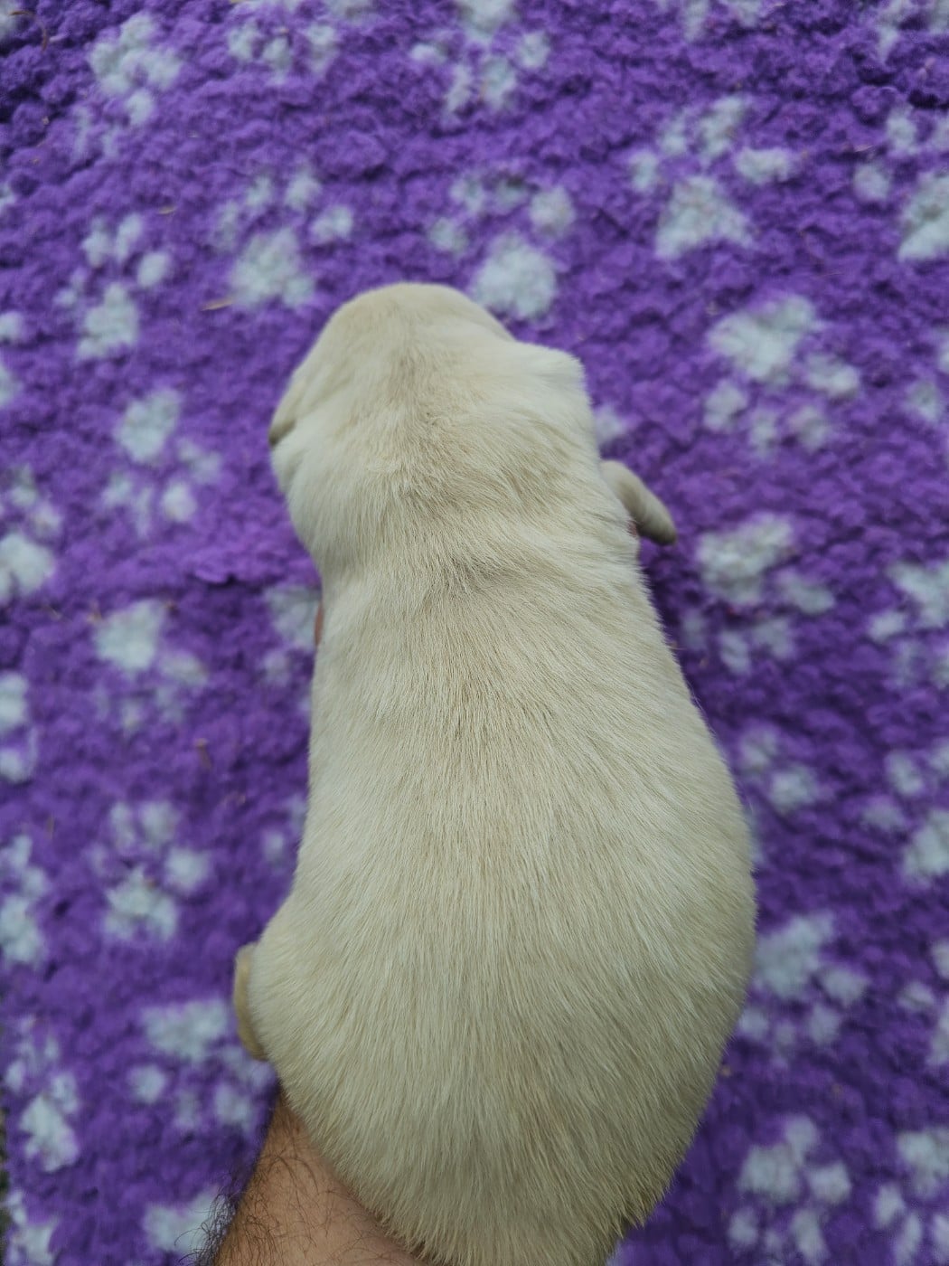 Chiot N°6