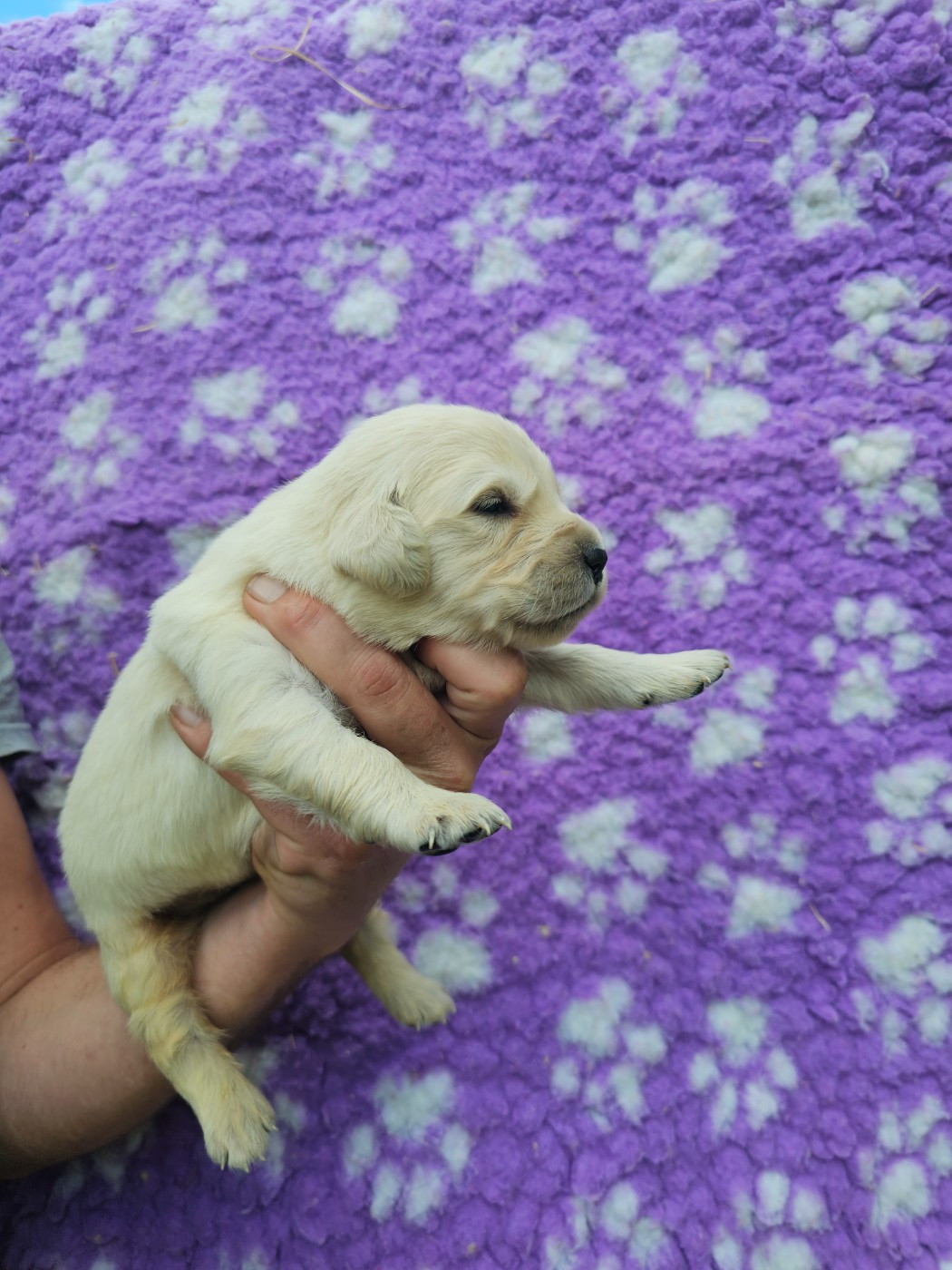 Chiot N°6