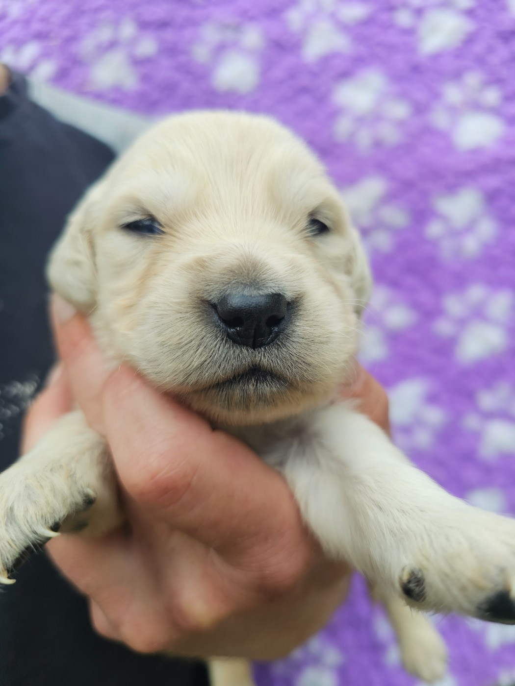 Chiot N°6