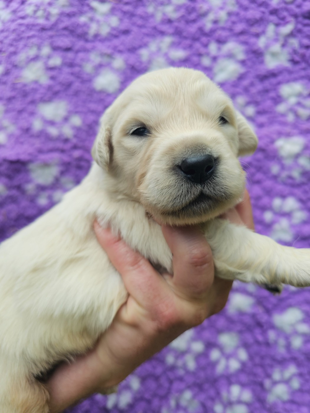 Chiot N°7