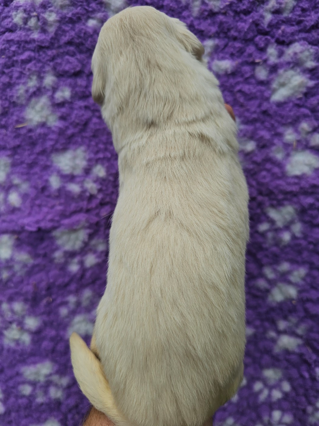 Chiot N°7