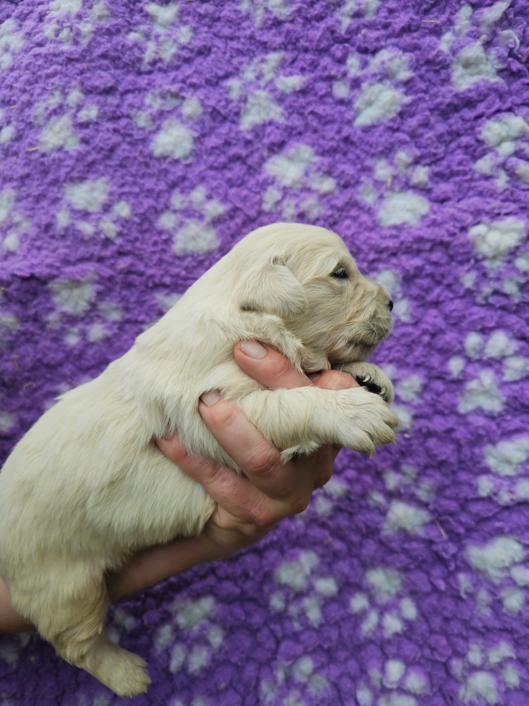 Chiot N°7